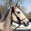 Bridon licol ergonomique pour l'équitation  - Sellerie Gaston Mercier