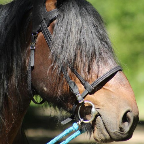 Bridon simple ergonomique pour l'équitation  - Sellerie Gaston Mercier