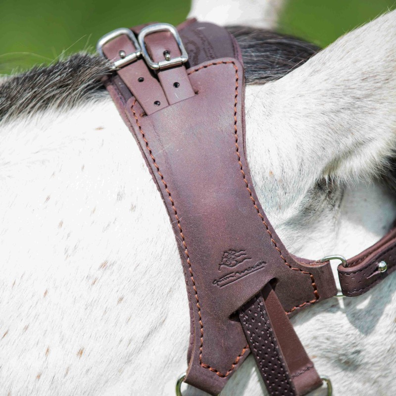 Ancien licol pour chevaux Canton Valais